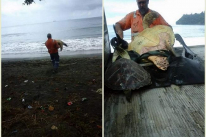 Na novom zelandu, čovjek je kupio u kornjačima supermarketa i pustio ih u slobodu Na novom zelandu, čovjek je kupio u kornjačima supermarketa i pustio ih u slobodu