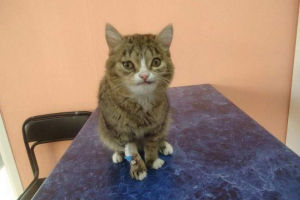 U novosibirsku je sačuvana mačka sa čudnom njuškom