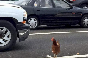 U san franciscu uhapsili su piletinu, blokirali cestovni saobraćaj