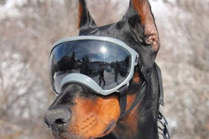 U sad-u izmislili su sunčane naočale za pse rex-specs U sad-u izmislili su sunčane naočale za pse rex-specs