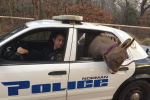 U sad-u selo je provuklo u policijskom automobilu U sad-u selo je provuklo u policijskom automobilu