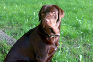 U sad-u, pas je pucao u domaćicu iz sačmarice