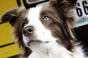 U sad-u za predsjedništvo, pas iz kentuckyja natjecati će se