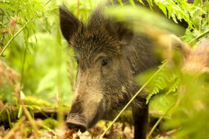 U regiji sverdlovsk, loza i svinje dogovaraju napade na lokalne poljoprivrednike U regiji sverdlovsk, loza i svinje dogovaraju napade na lokalne poljoprivrednike