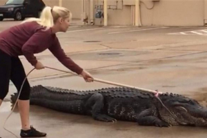 U teksasu, aligator od 360 kilograma šetao je trgovačkim centrom U teksasu, aligator od 360 kilograma šetao je trgovačkim centrom