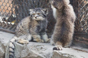 U novosibirsk zoo je pokazao mladom manulu U novosibirsk zoo je pokazao mladom manulu
