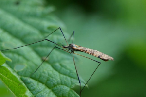 Velika britanija će biti invazija na manju Velika britanija će biti invazija na manju