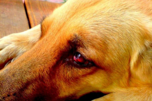 Video of crying dog raznio je internet Video of crying dog raznio je internet
