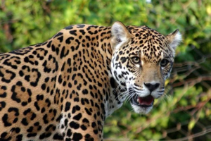 Video fight jaguar sa krokodilom osvojio je internet Video fight jaguar sa krokodilom osvojio je internet