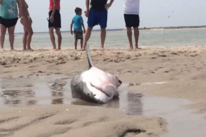 Video salvacijski video zapise bijelog morskog psa na plaži u sad-u osvojili su korisnike interneta Video salvacijski video zapise bijelog morskog psa na plaži u sad-u osvojili su korisnike interneta