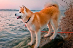 Izgled, karakter i sadržaj akita inu