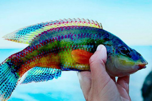 Interno i vanjska riblja struktura Interno i vanjska riblja struktura