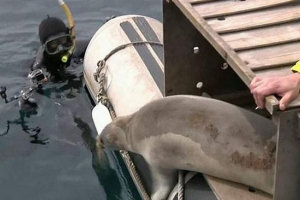 U vladivostoku, tri pečata pronađena sloboda