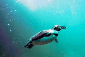 Koji maksimalni brzi brzi pingvini lebde?