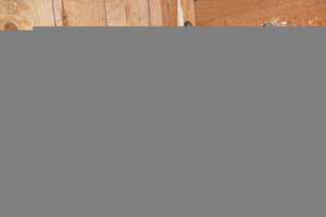 Sve o zečoj pasmine rex Sve o zečoj pasmine rex