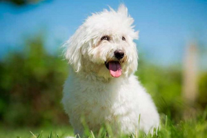 Sve o pasmini pasa coton de tulawar Sve o pasmini pasa coton de tulawar