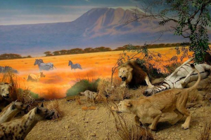 Odnosi između organizma - primjeri, karakteristike i tablice Odnosi između organizma - primjeri, karakteristike i tablice