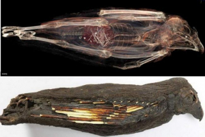 Fokusiran na smrt: zašto su drevni egipćani proveli čudne rituale sa grabežljivim pticama? Fokusiran na smrt: zašto su drevni egipćani proveli čudne rituale sa grabežljivim pticama?
