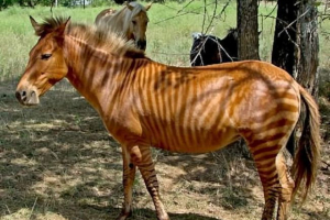 Zebrinni - zebra prekrižena sa konjem