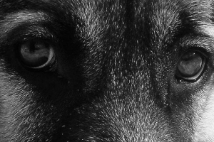 Žena se vozila po gradu, vezala je svoj pas u automobil Žena se vozila po gradu, vezala je svoj pas u automobil