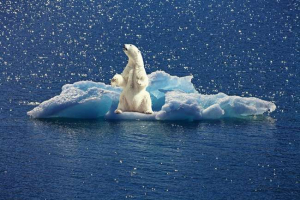 Uticaj klimatskih promjena na divlje prirode planete Uticaj klimatskih promjena na divlje prirode planete