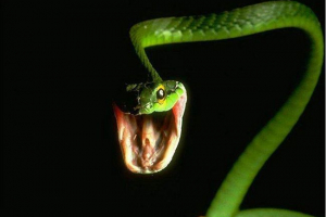 Zmije na ulicama moskve uplašenih građana