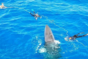Zoozhechniki sačuvaj kita zaglavio na melu